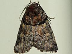 Owlet Moth